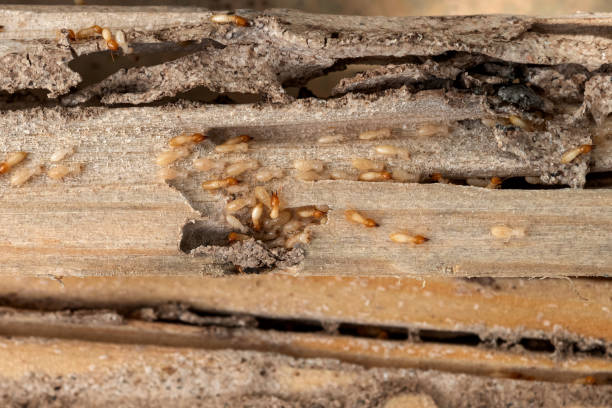 Best Emergency Pest Control  in Nichols Hills, OK